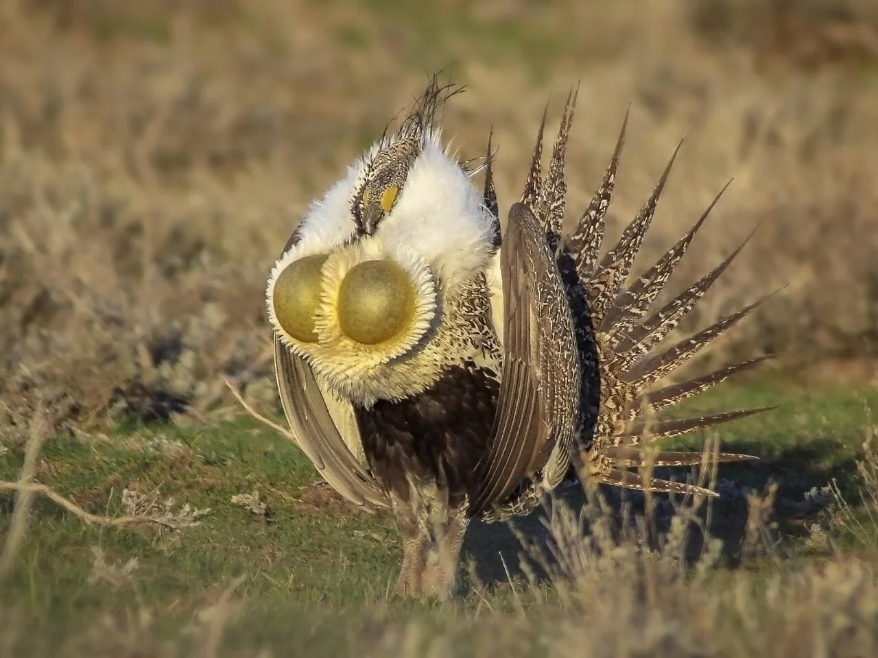 Male Displaying