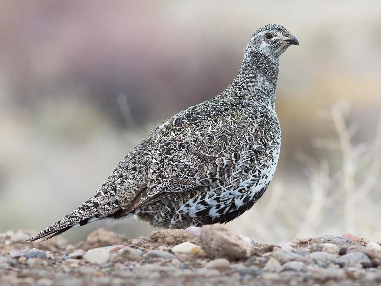 Female