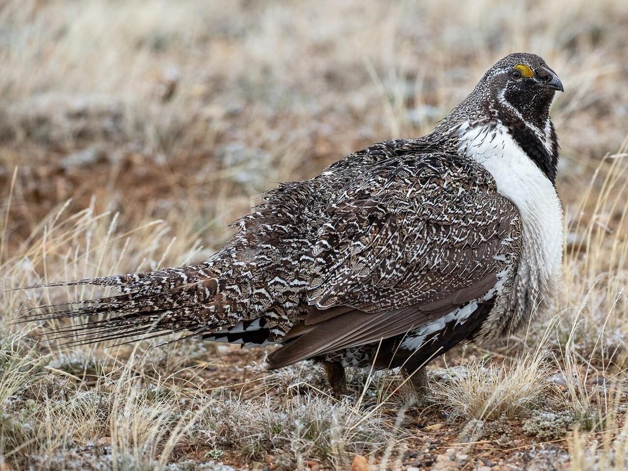 Male