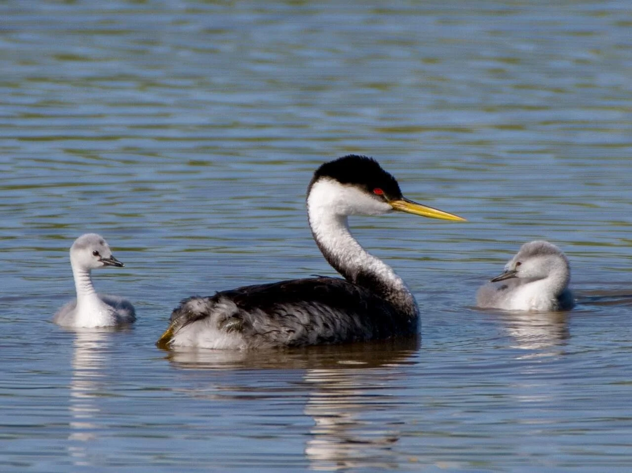 Adult with Chicks