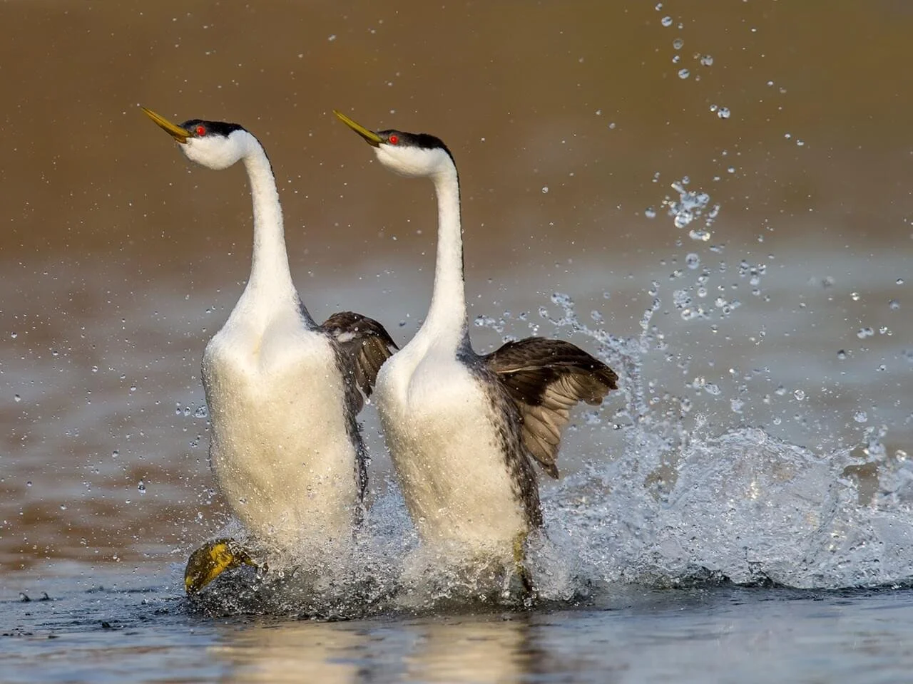 Courtship