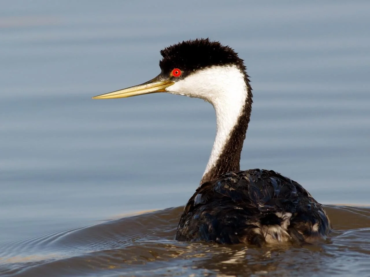 Adult