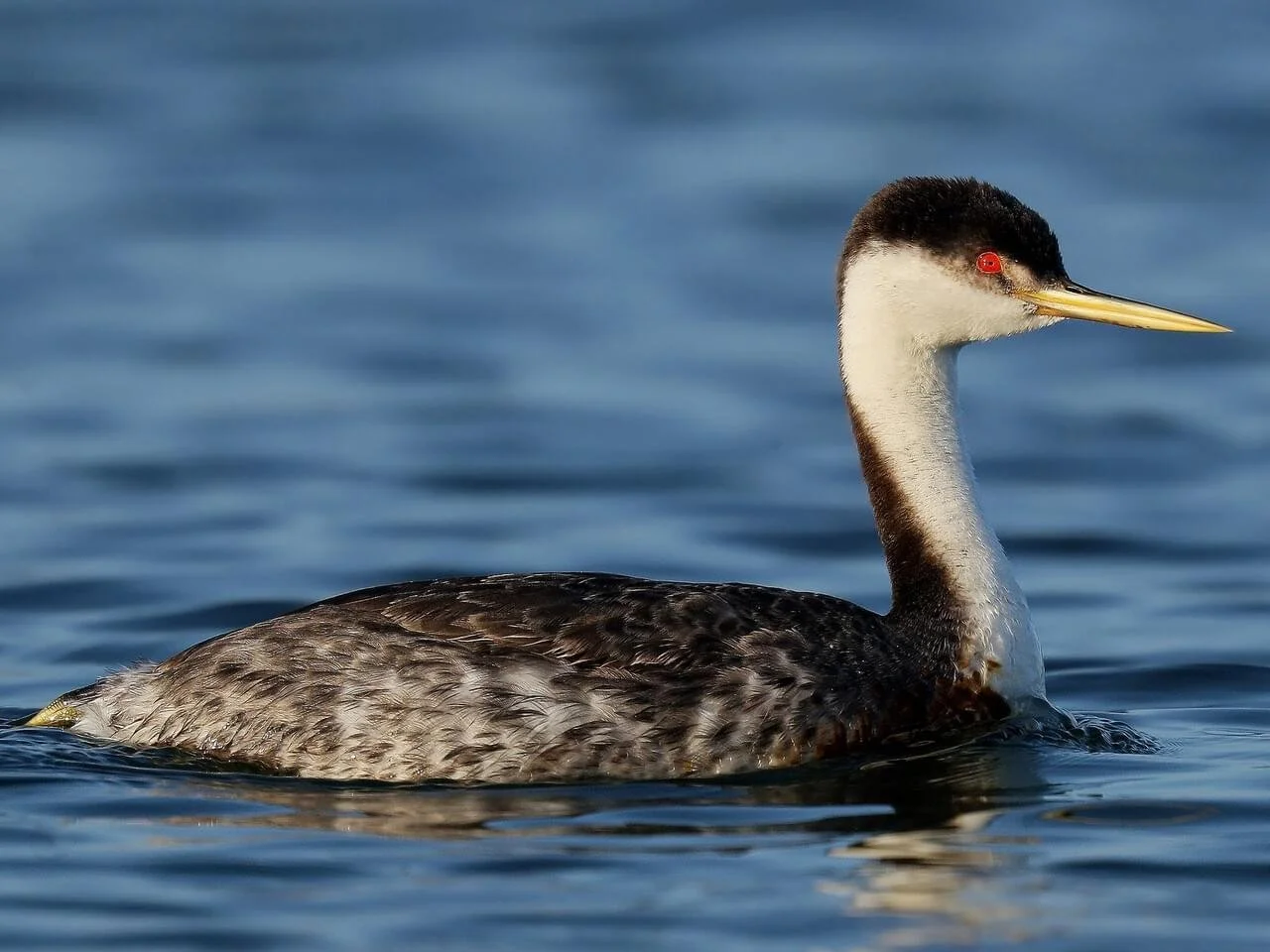 Adult
