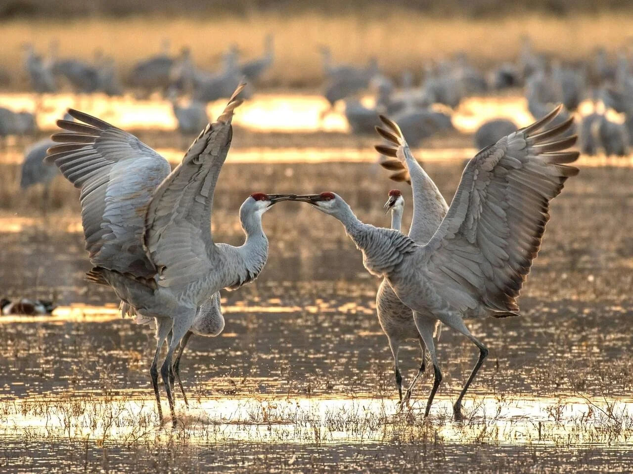 Courtship
