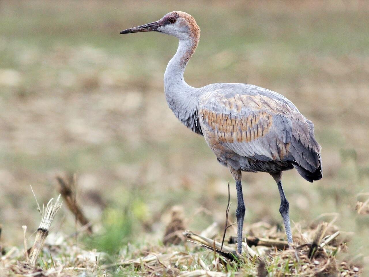 Juvenile
