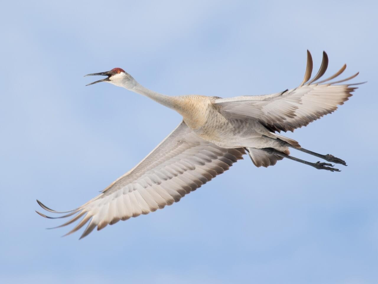 Adult in Flight