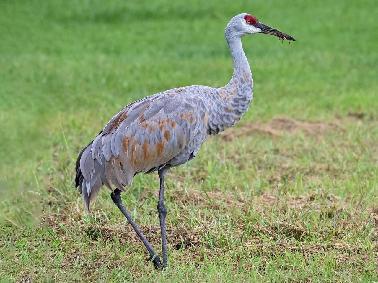 Adult