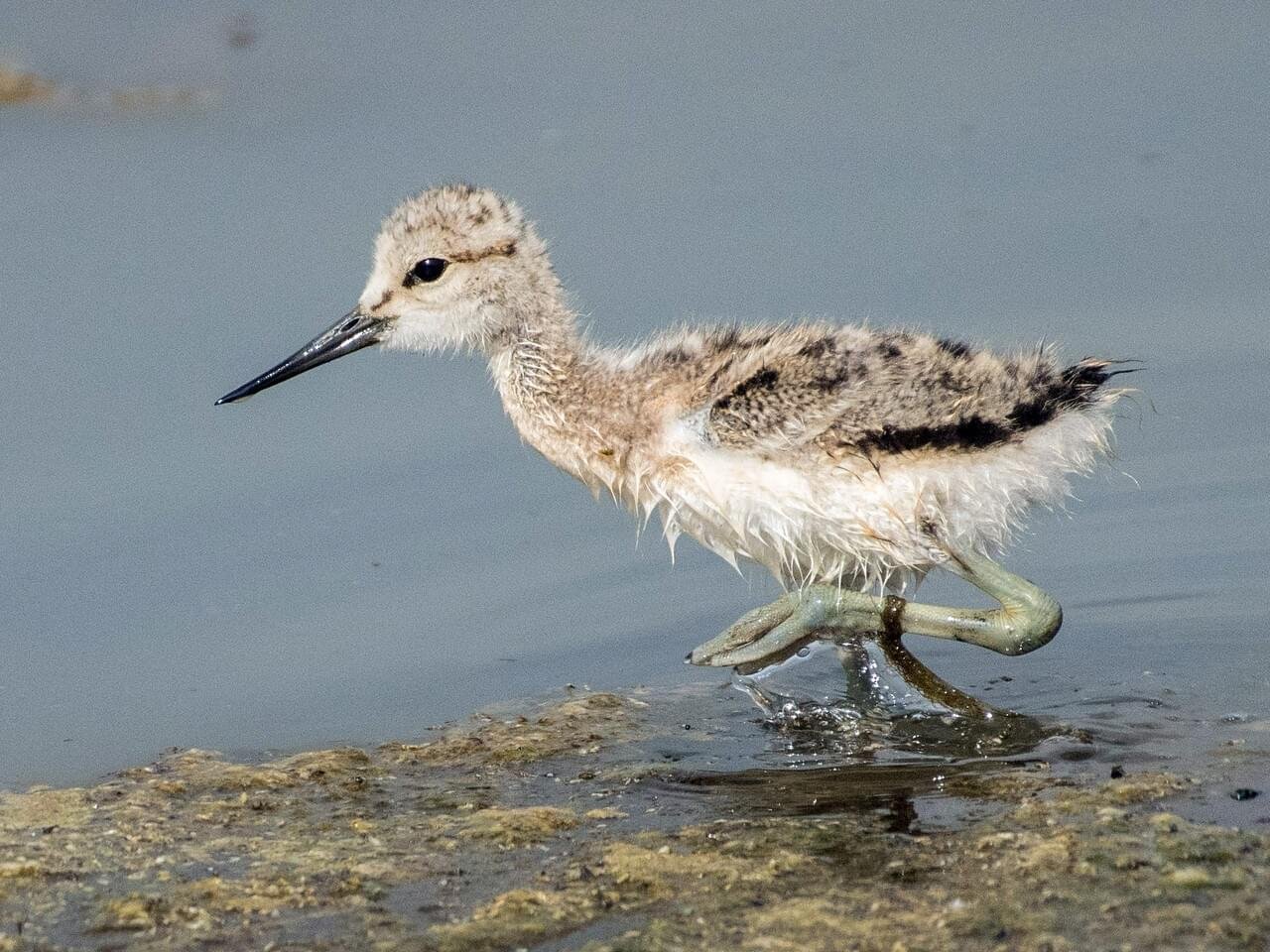 Juvenile