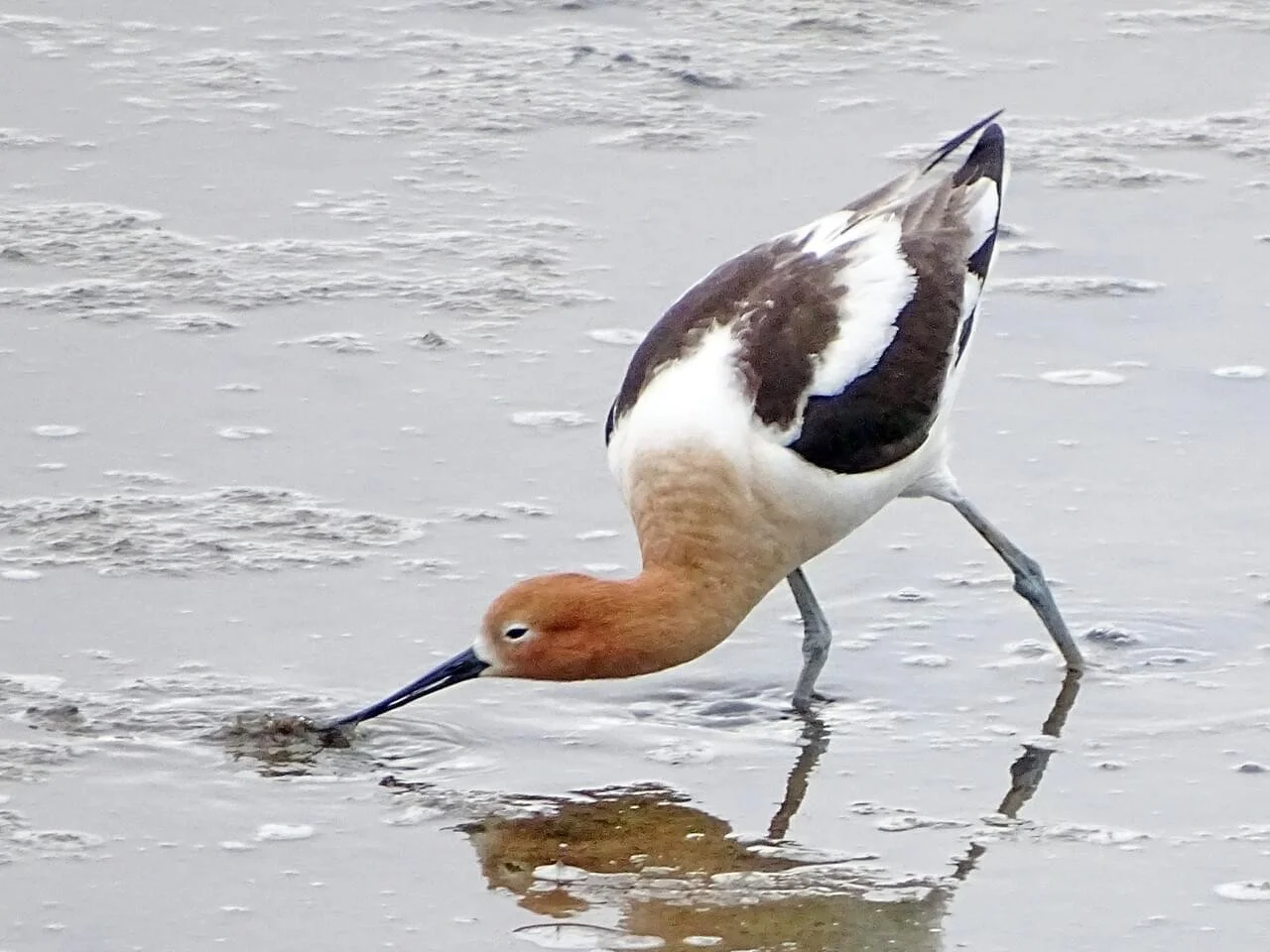 Breeding Adult Foraging