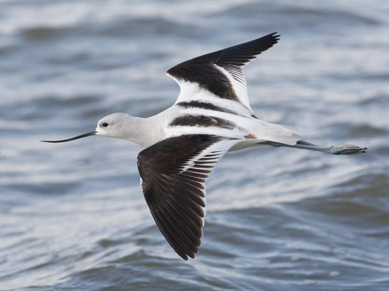 Non-breeding Adult