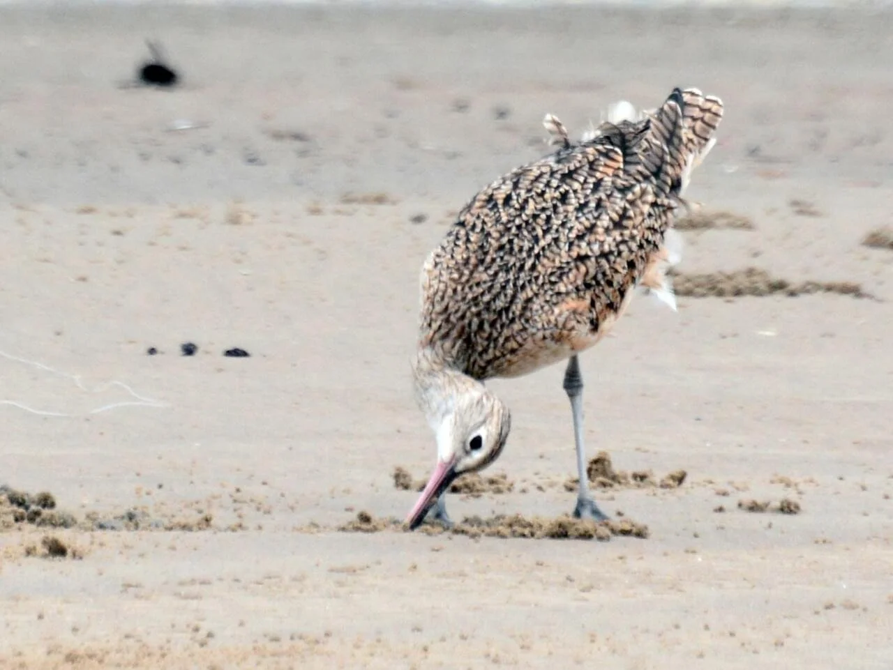 Immature Foraging