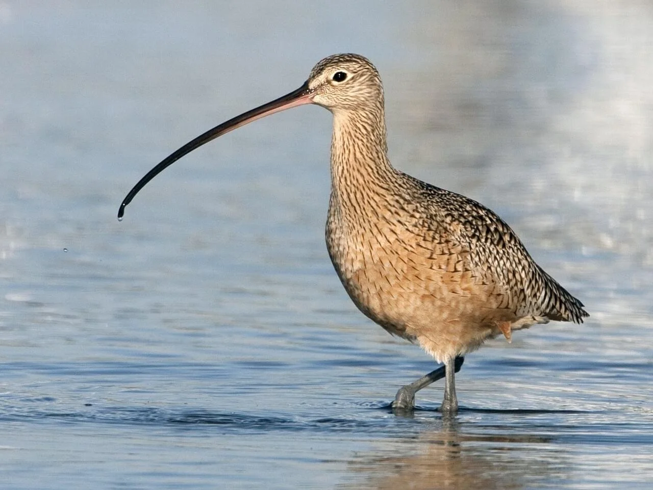Adult
