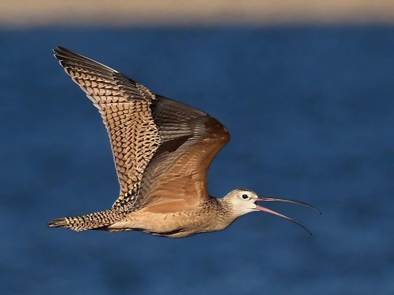Adult in Flight