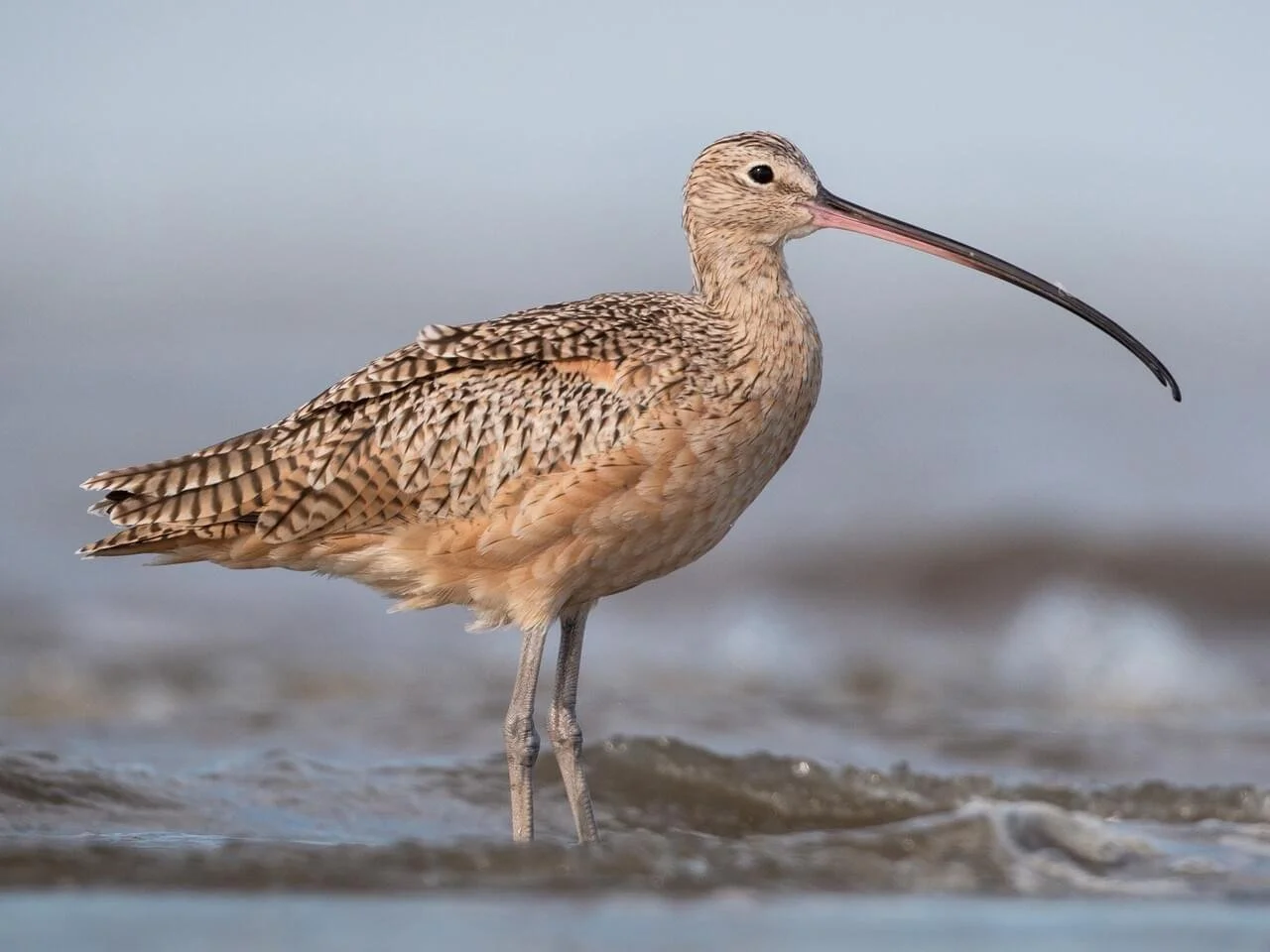 Adult