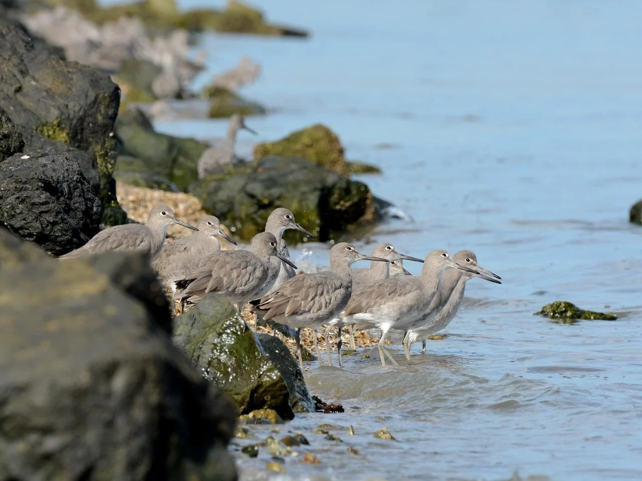 Non-breeding Flock