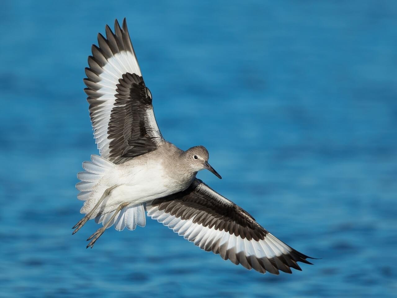 In Flight