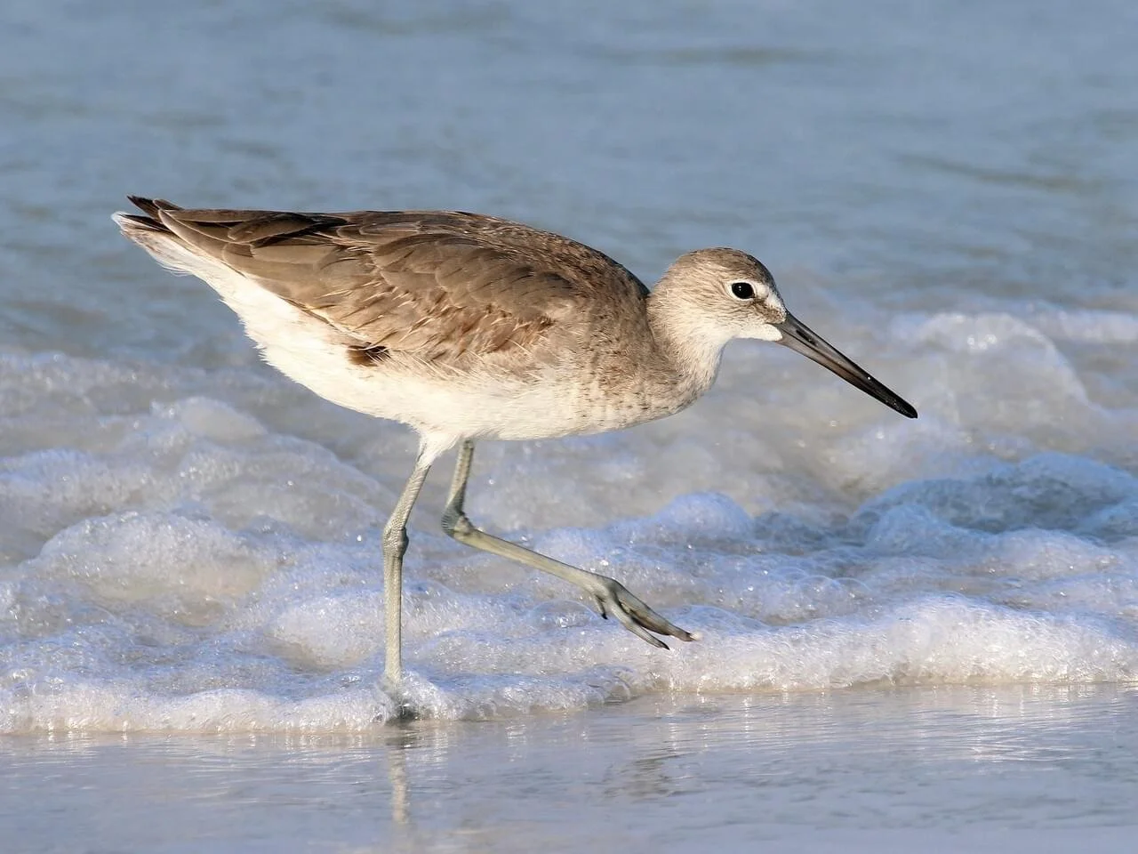 Non-breeding Adult
