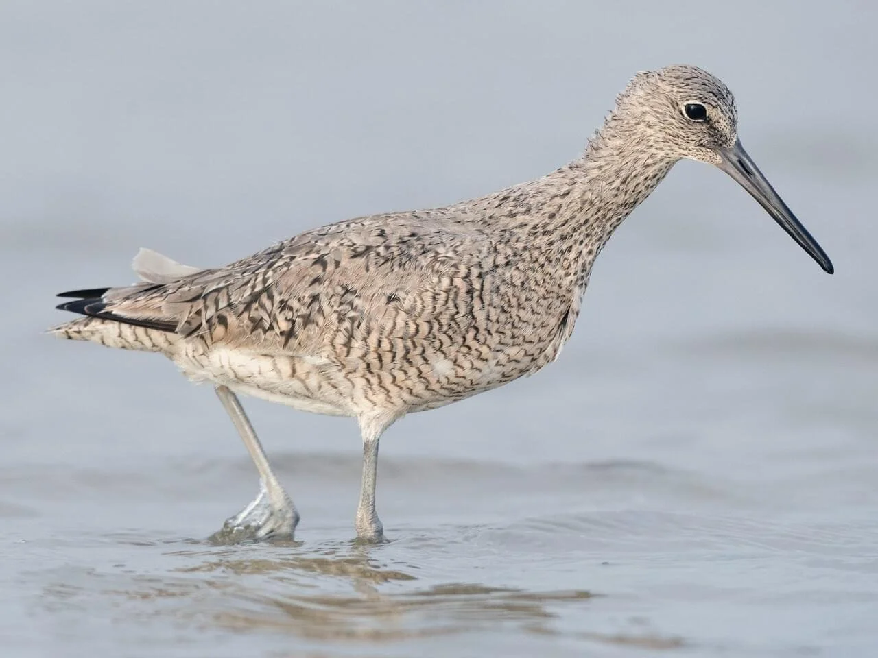 Breeding Adult