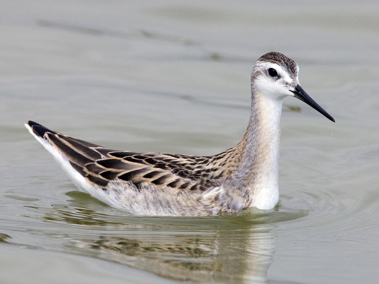 Juvenile