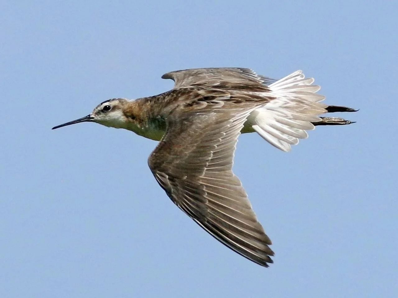 Breeding Male in Flight