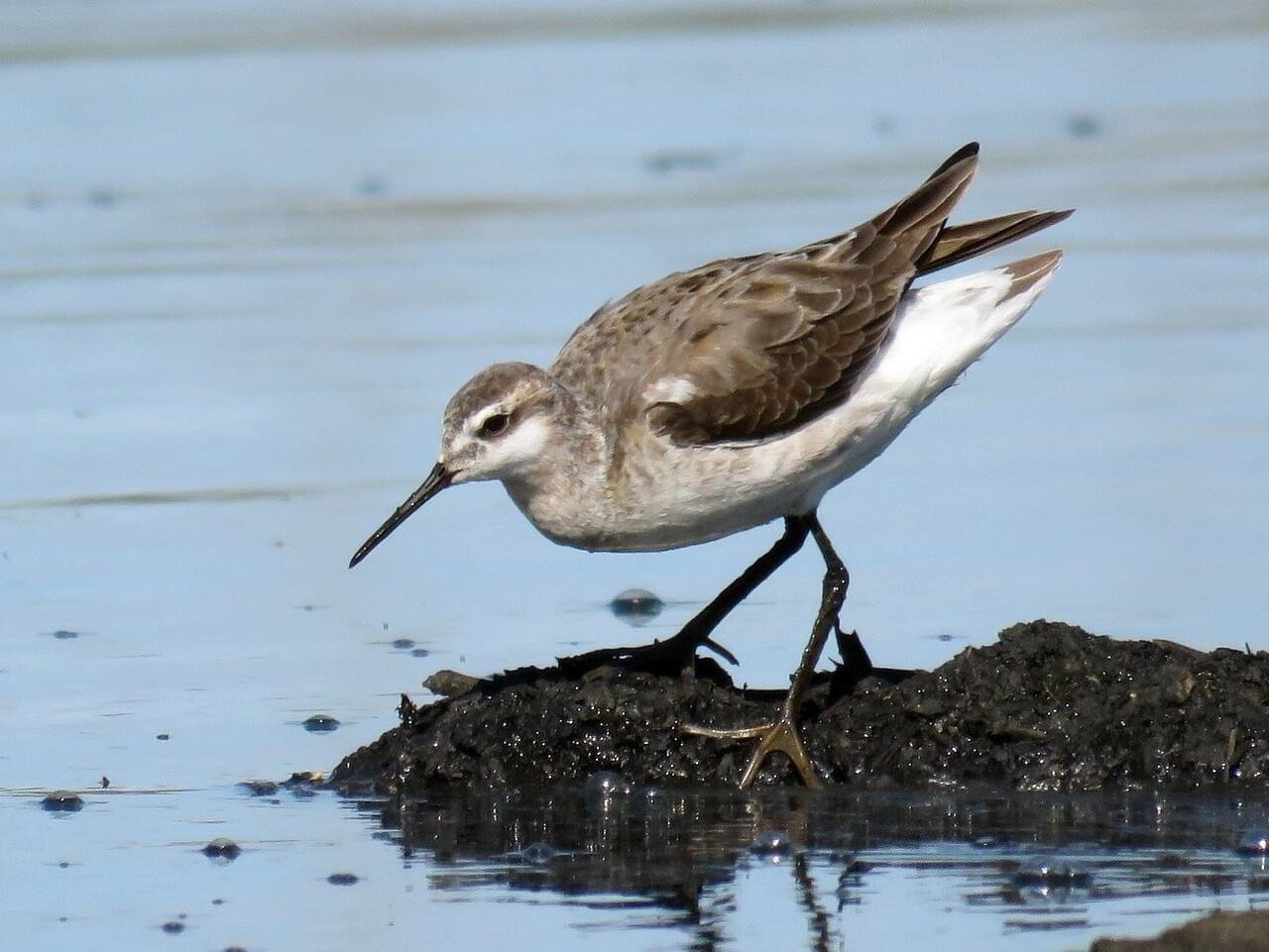 Non-breeding Adult