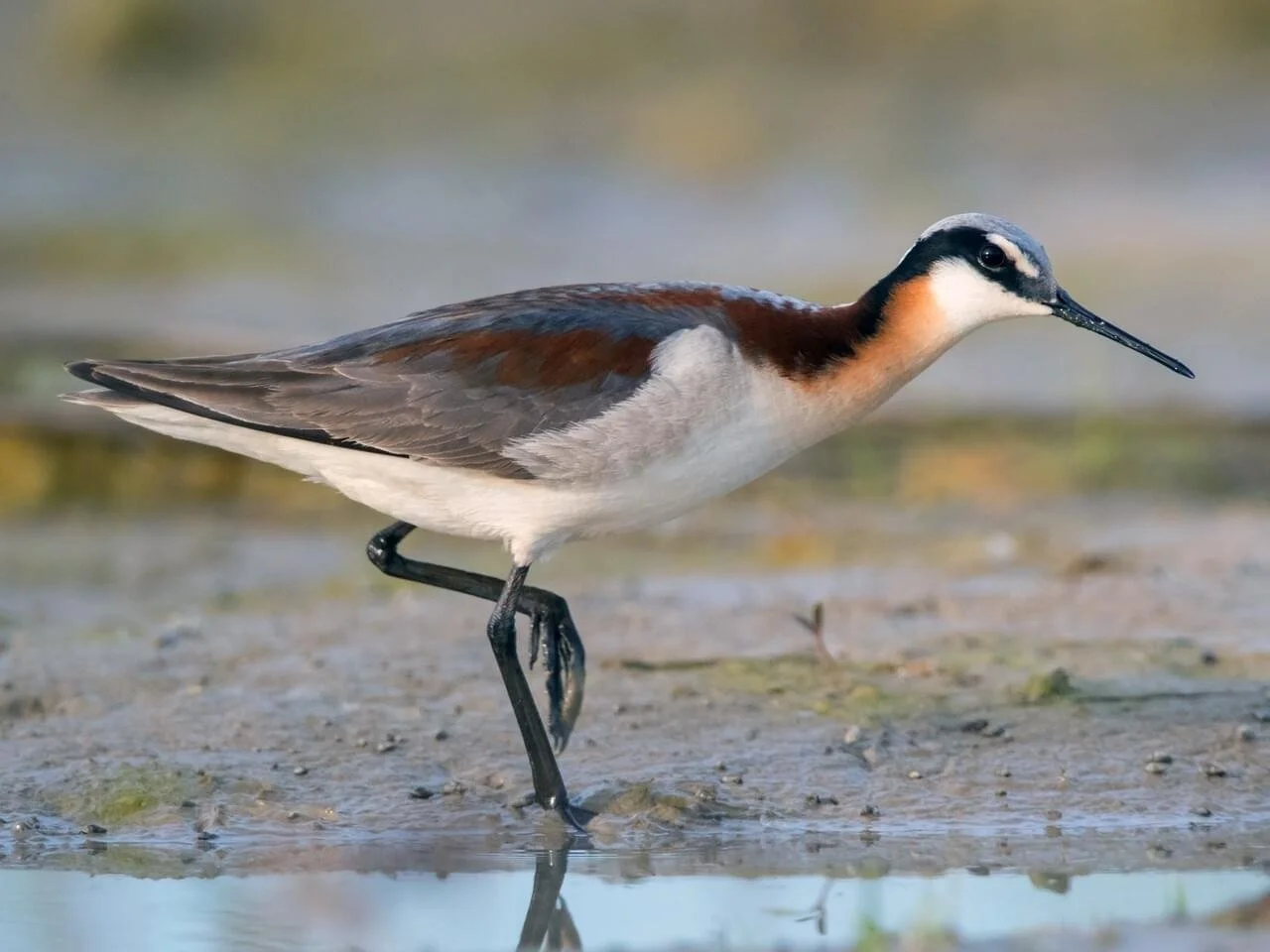 Breeding Female