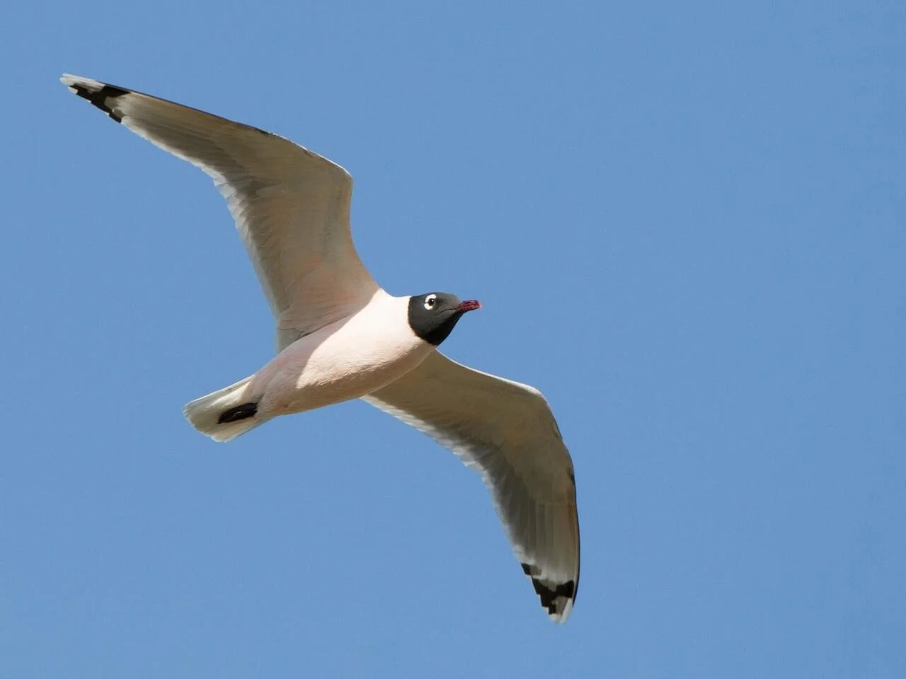 Breeding Adult in Flight