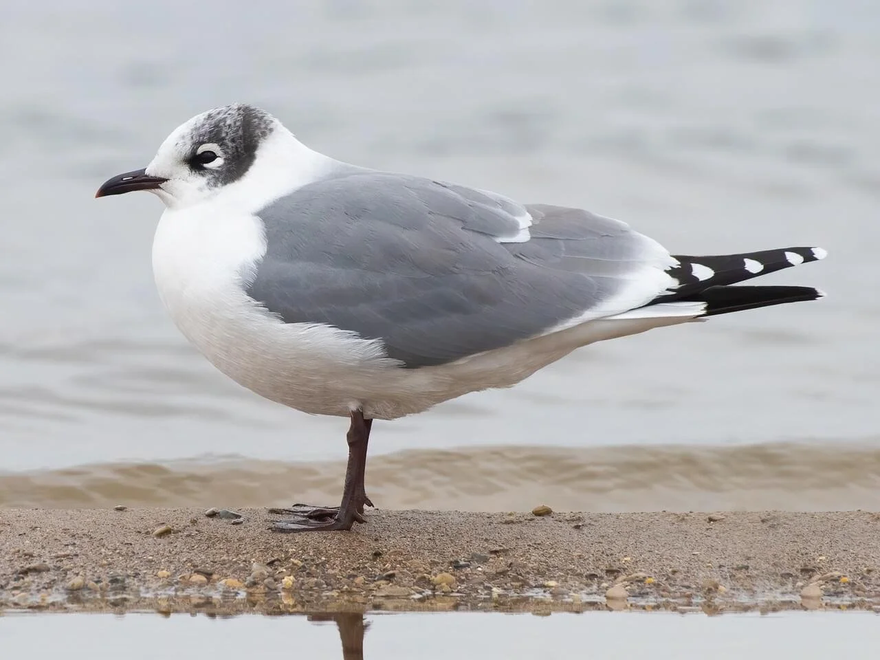 Non-Breeding Adult