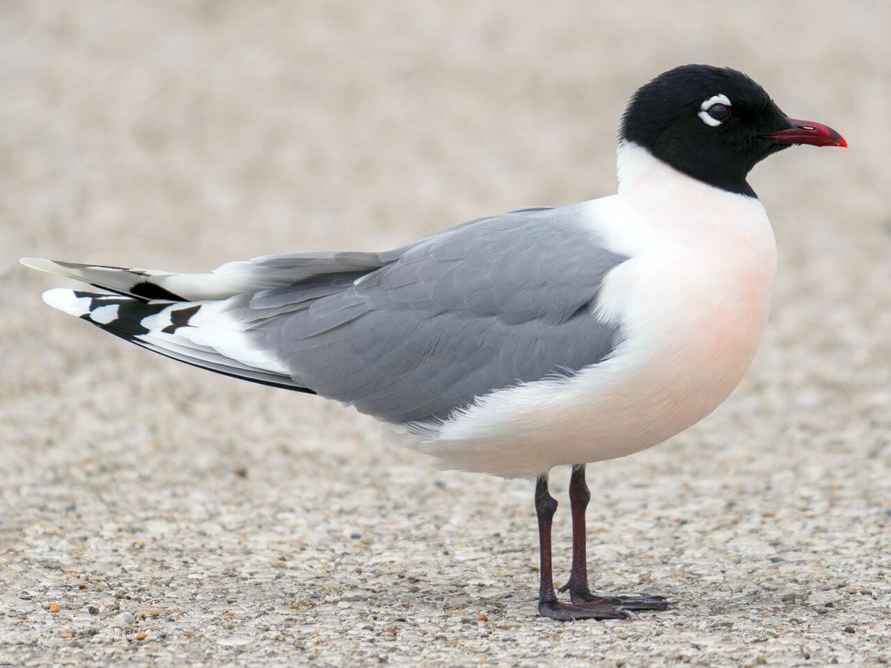 Breeding Adult