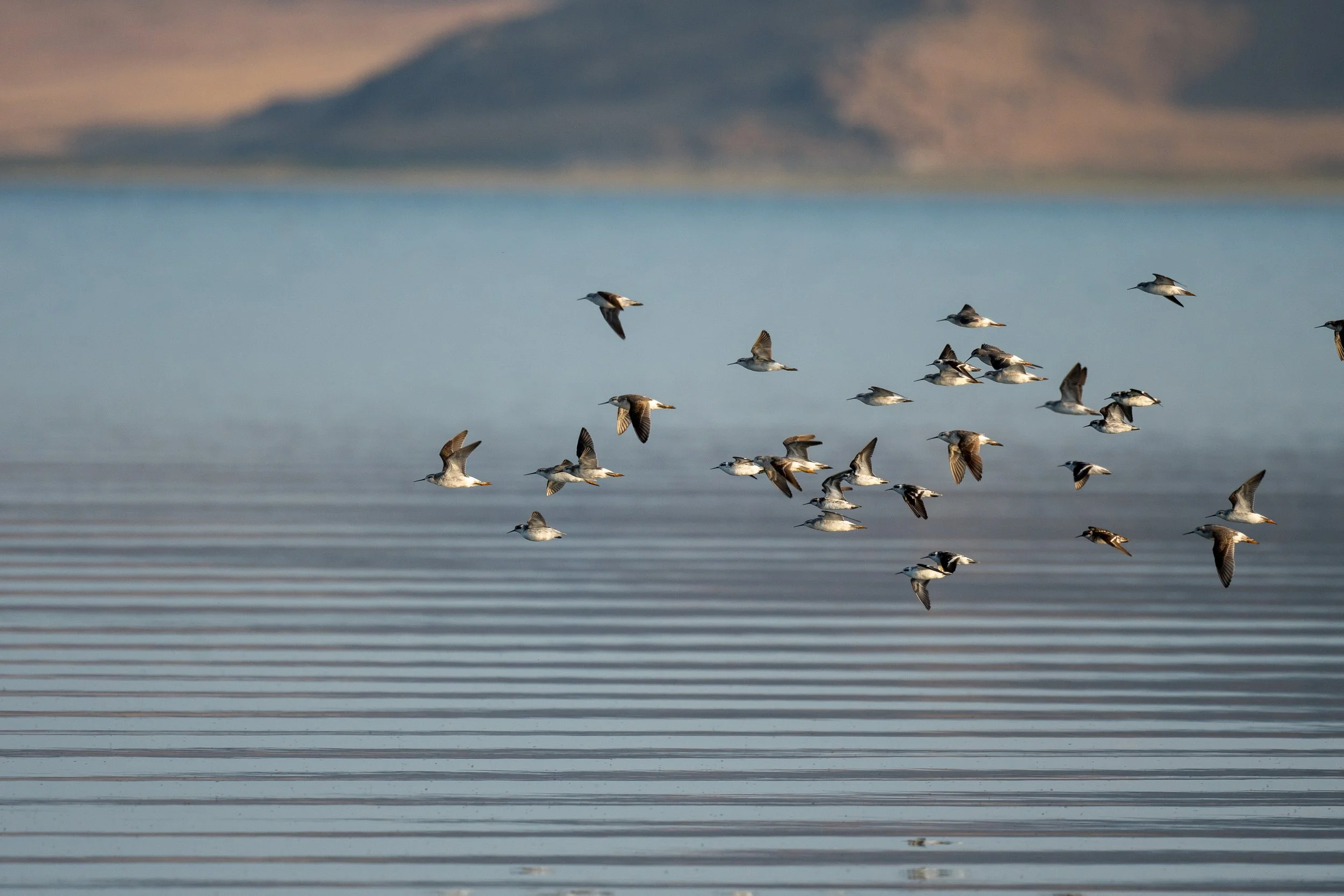 Mixed flock of phalarope Lee Creek Photo by Connie Misket.jpg