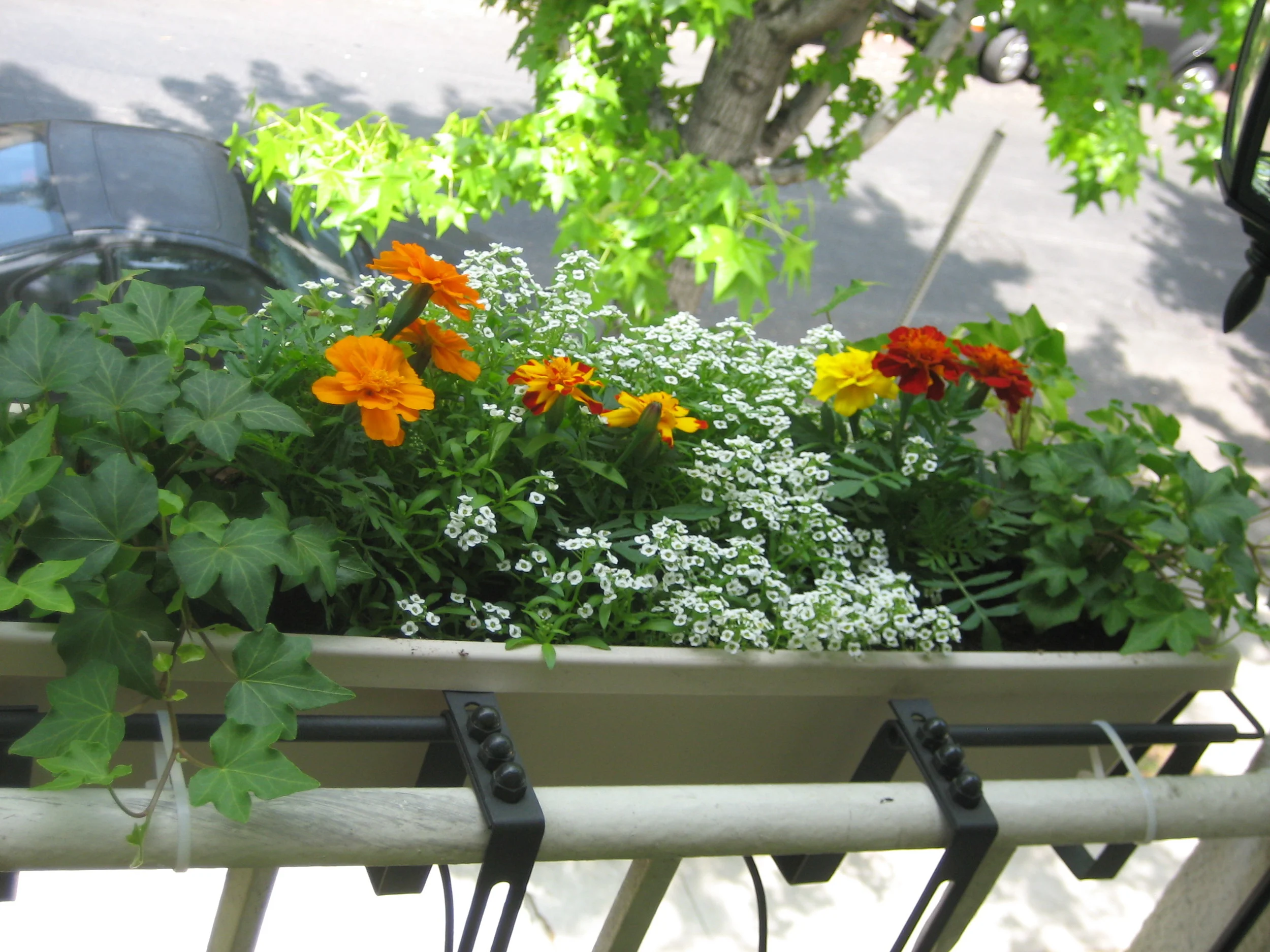  Beautiful and fragrant Marigolds and Elysium filled the flower boxes with ivy to trail down the sides. 