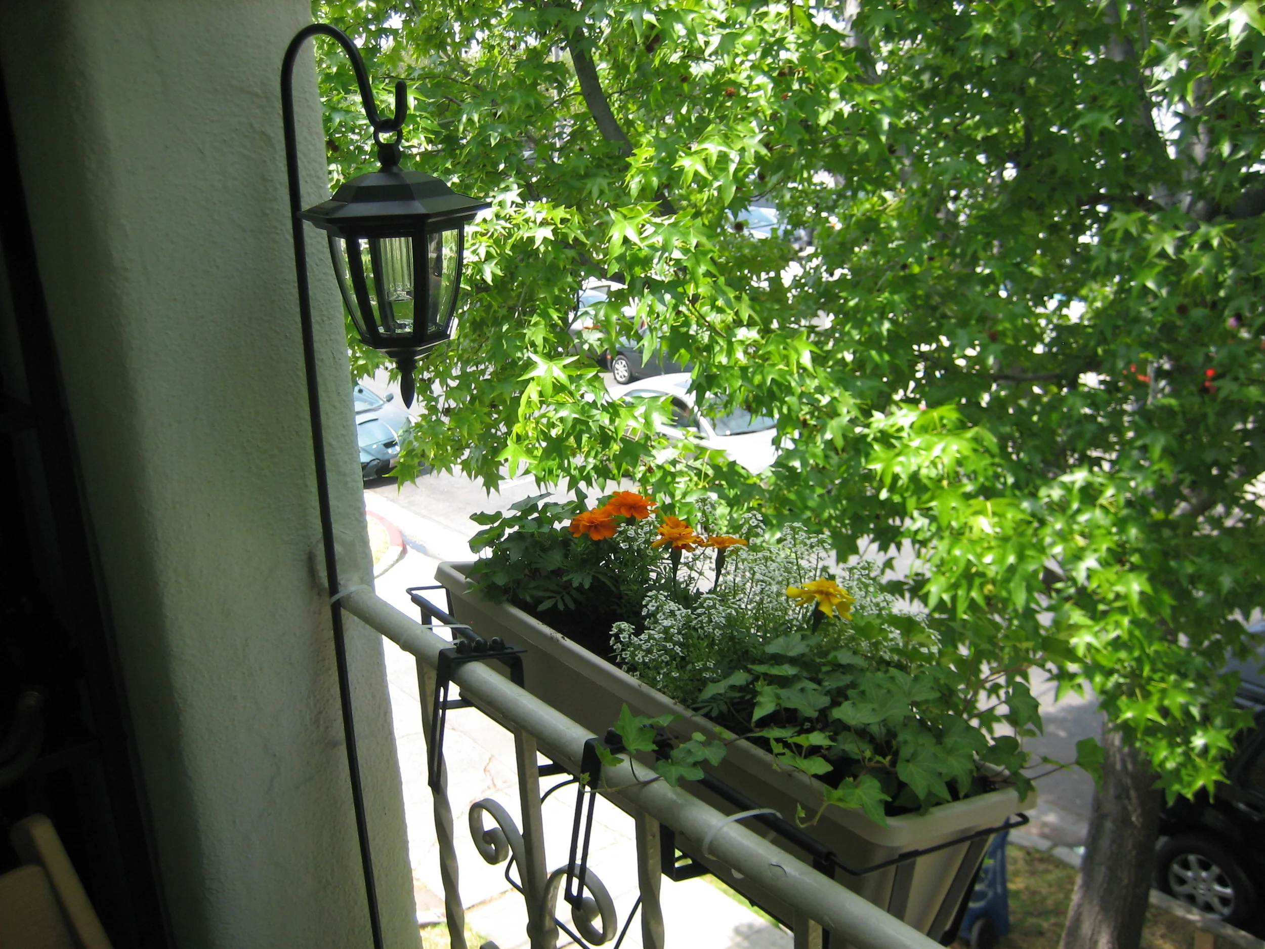  Beautiful and fragrant Marigolds and Elysium filled the flower boxes with ivy to trail down the sides.  The solar lanterns gave a soft glow at night, which created a lovely ambiance. 