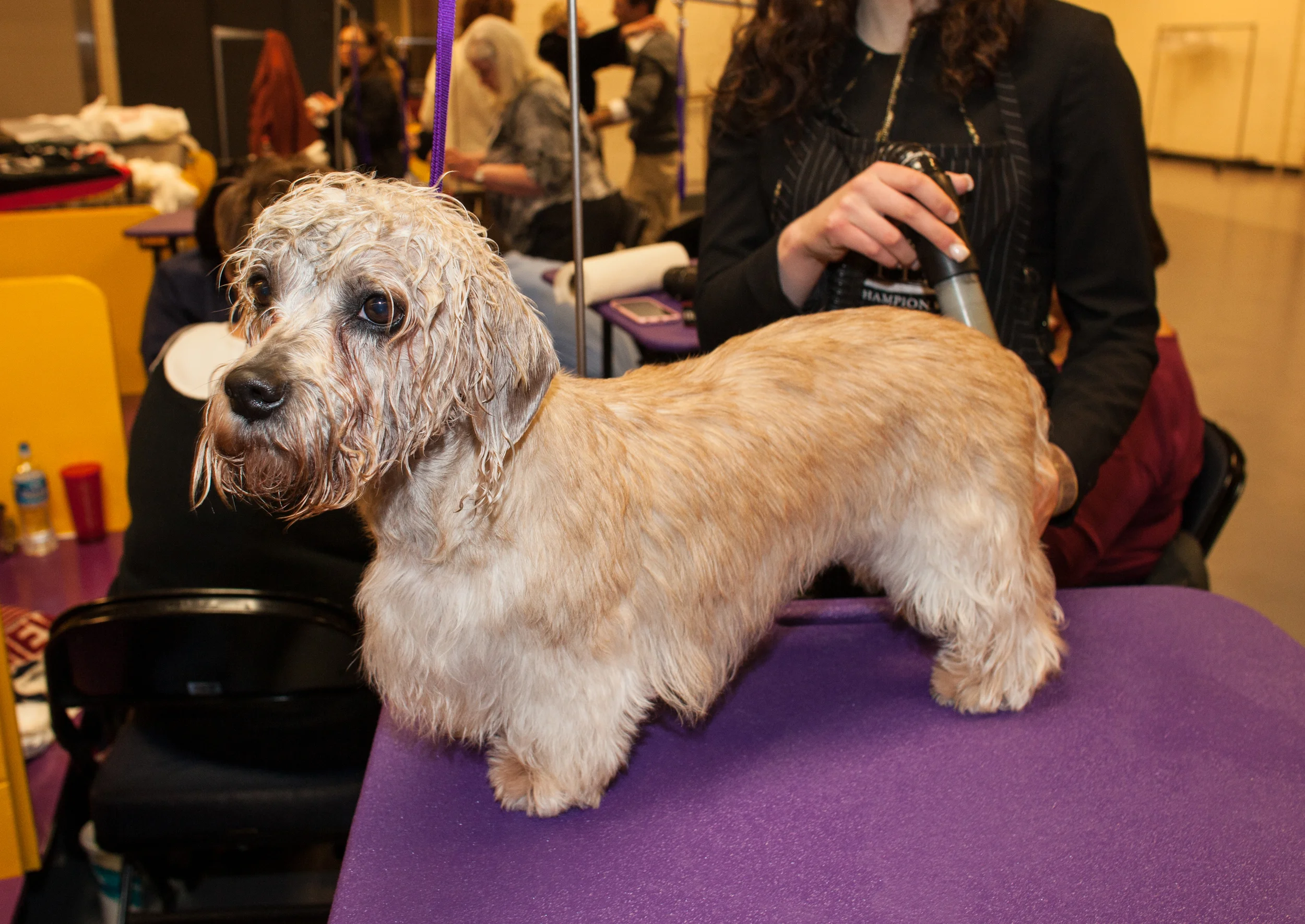LaurenCaulk_150217_Guardian_WKCDogShow_8131.jpg