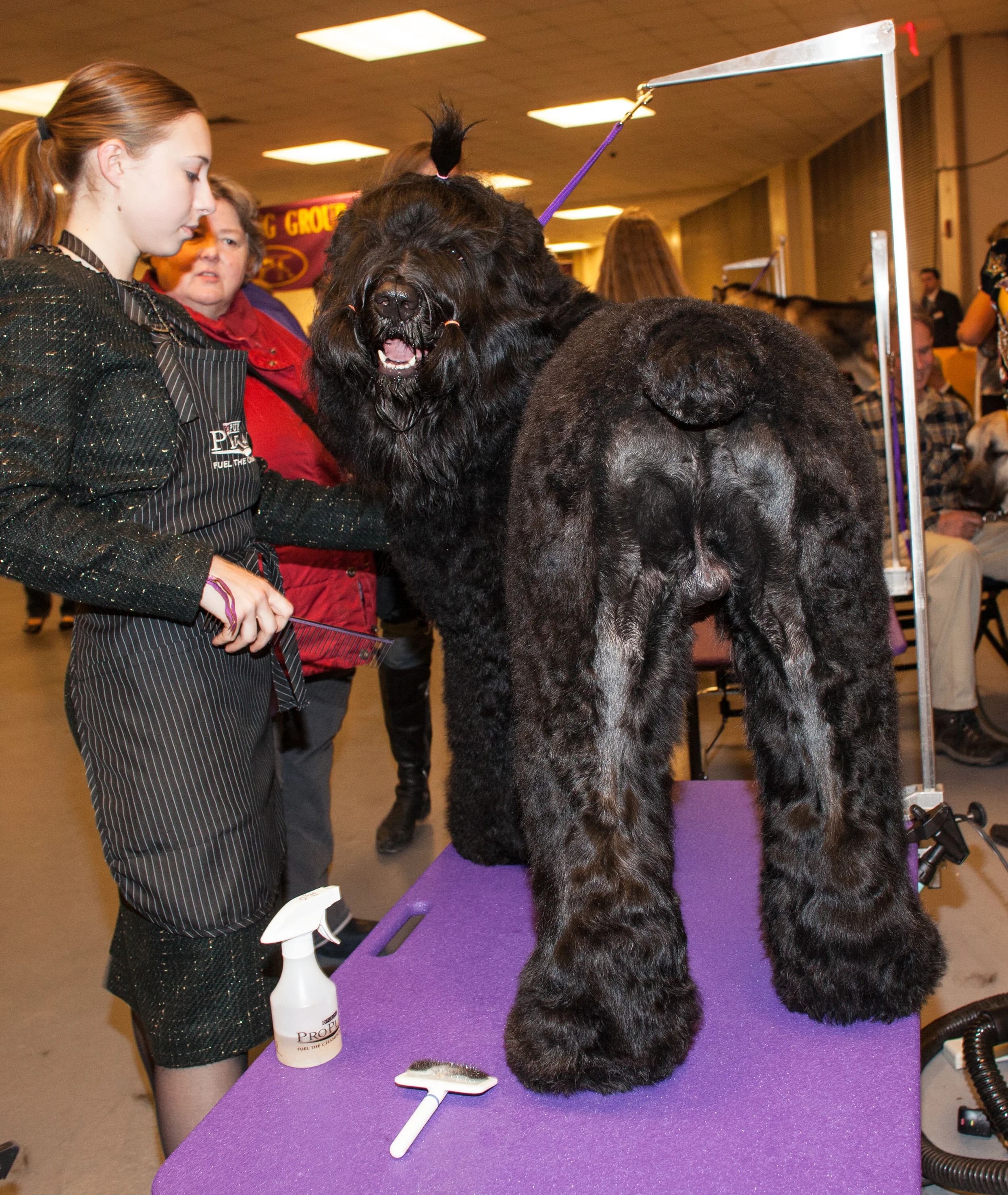 LaurenCaulk_150217_Guardian_WKCDogShow_8132.jpg