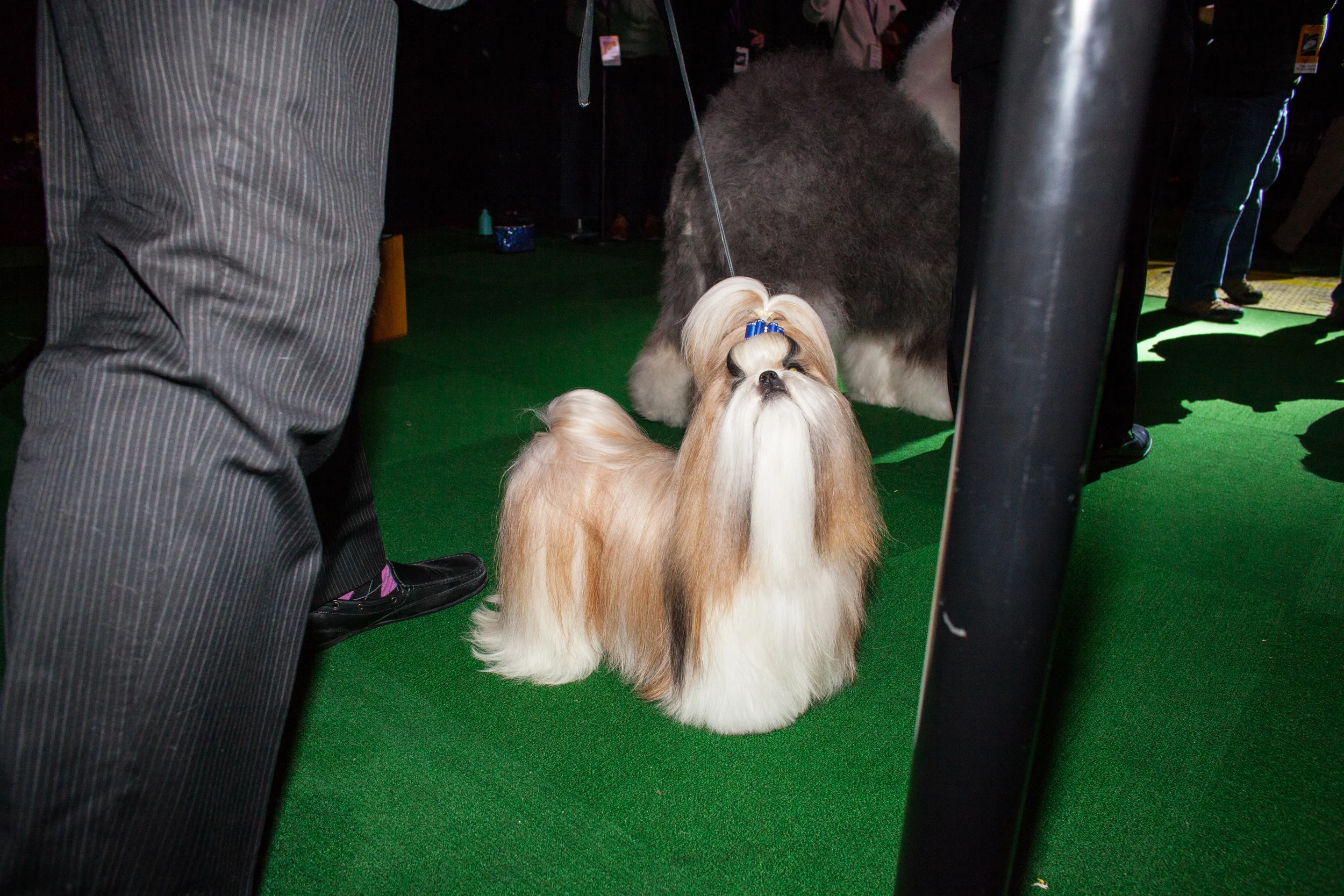 LaurenCaulk_150217_Guardian_WKCDogShow_8543.jpg