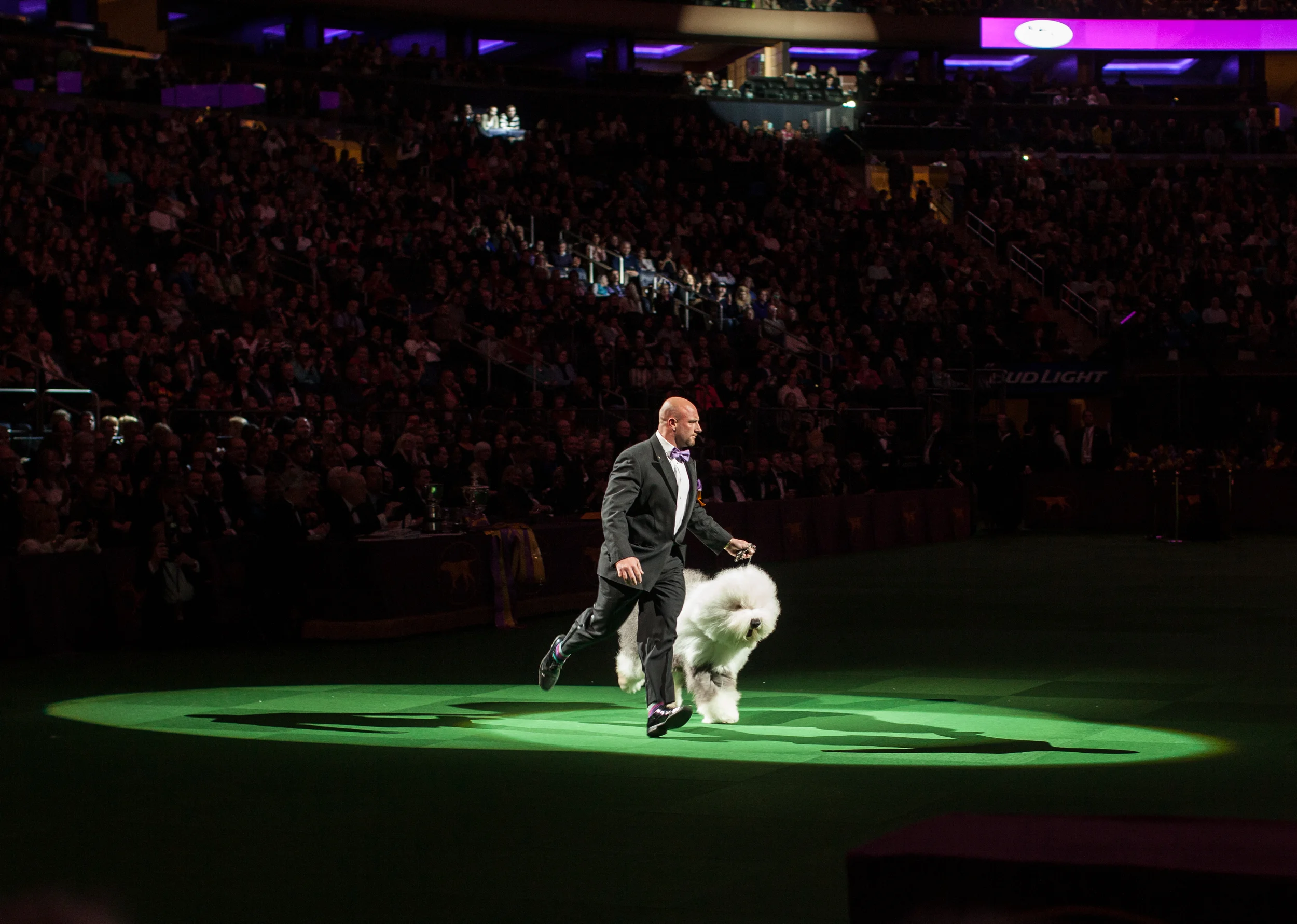 LaurenCaulk_150217_Guardian_WKCDogShow_8569.jpg