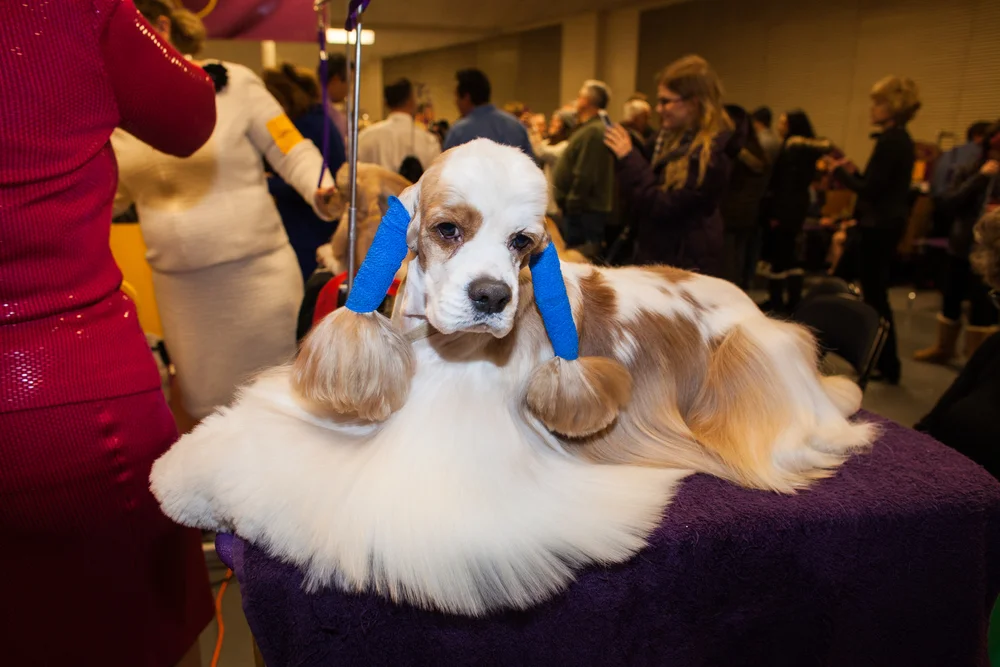 LaurenCaulk_150217_Guardian_WKCDogShow_8014.jpg
