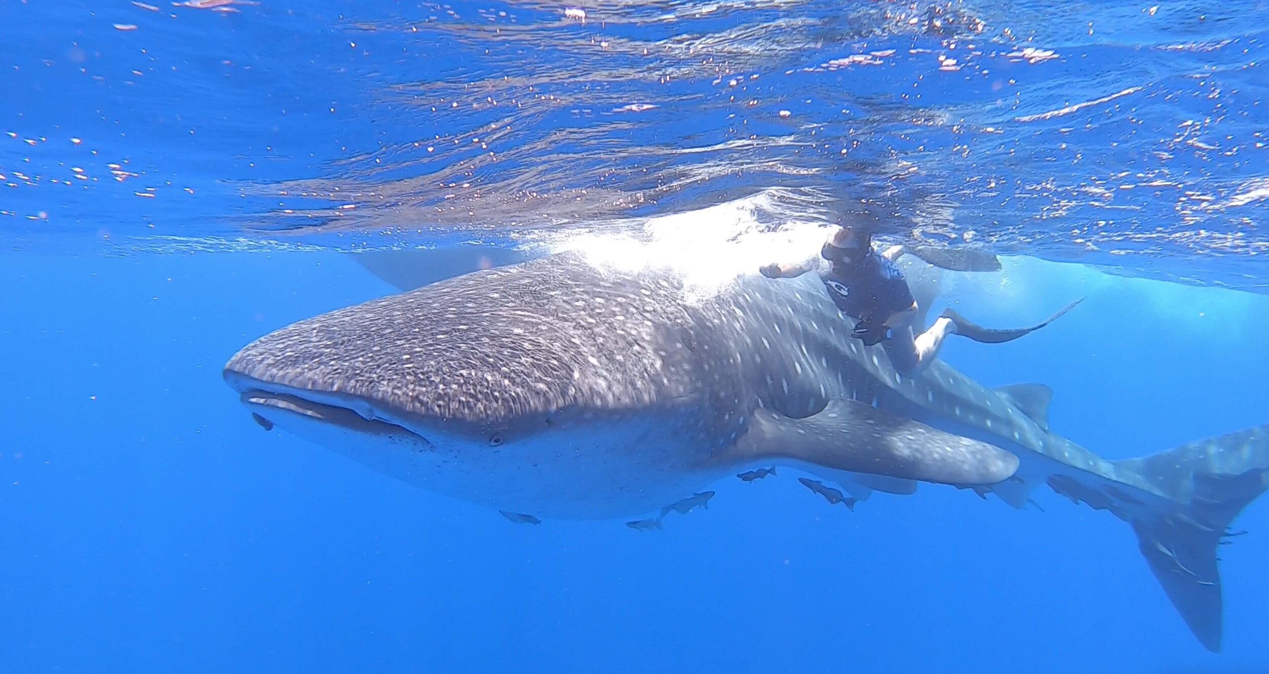 Expedition Whaleshark.jpg