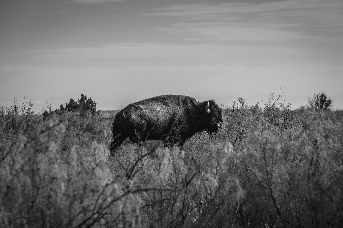 Buffalo