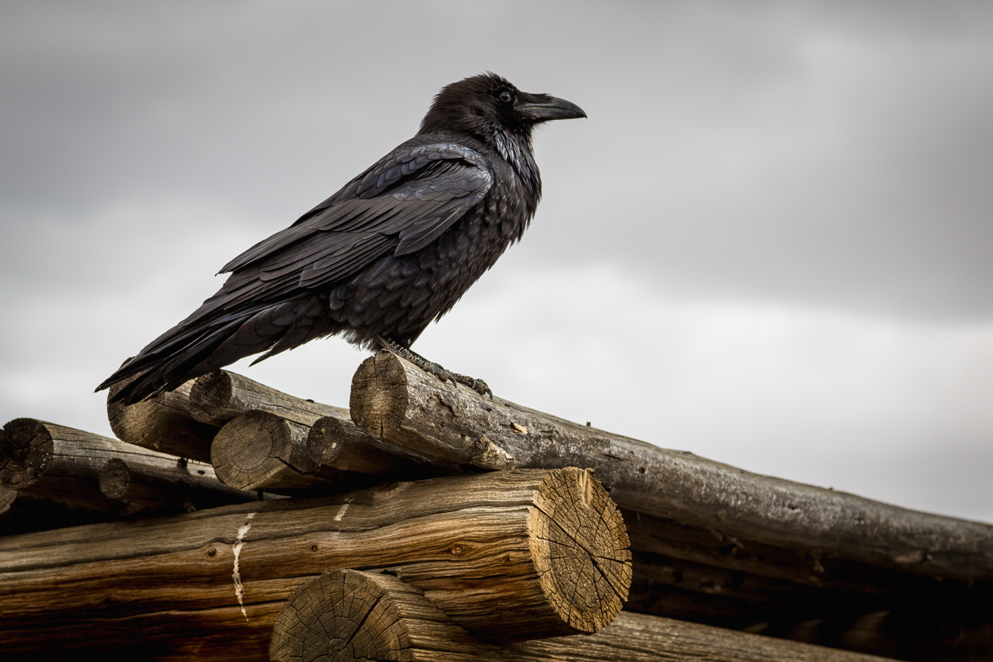 The Raven