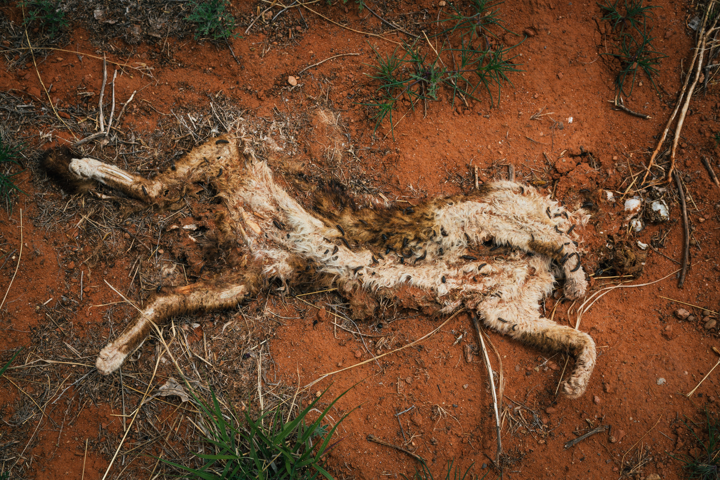 Dead Bunny
