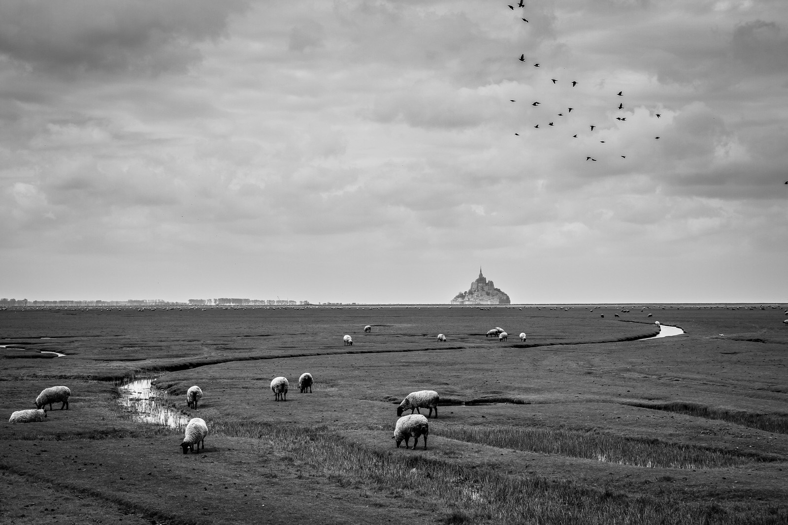 Salty Sheep