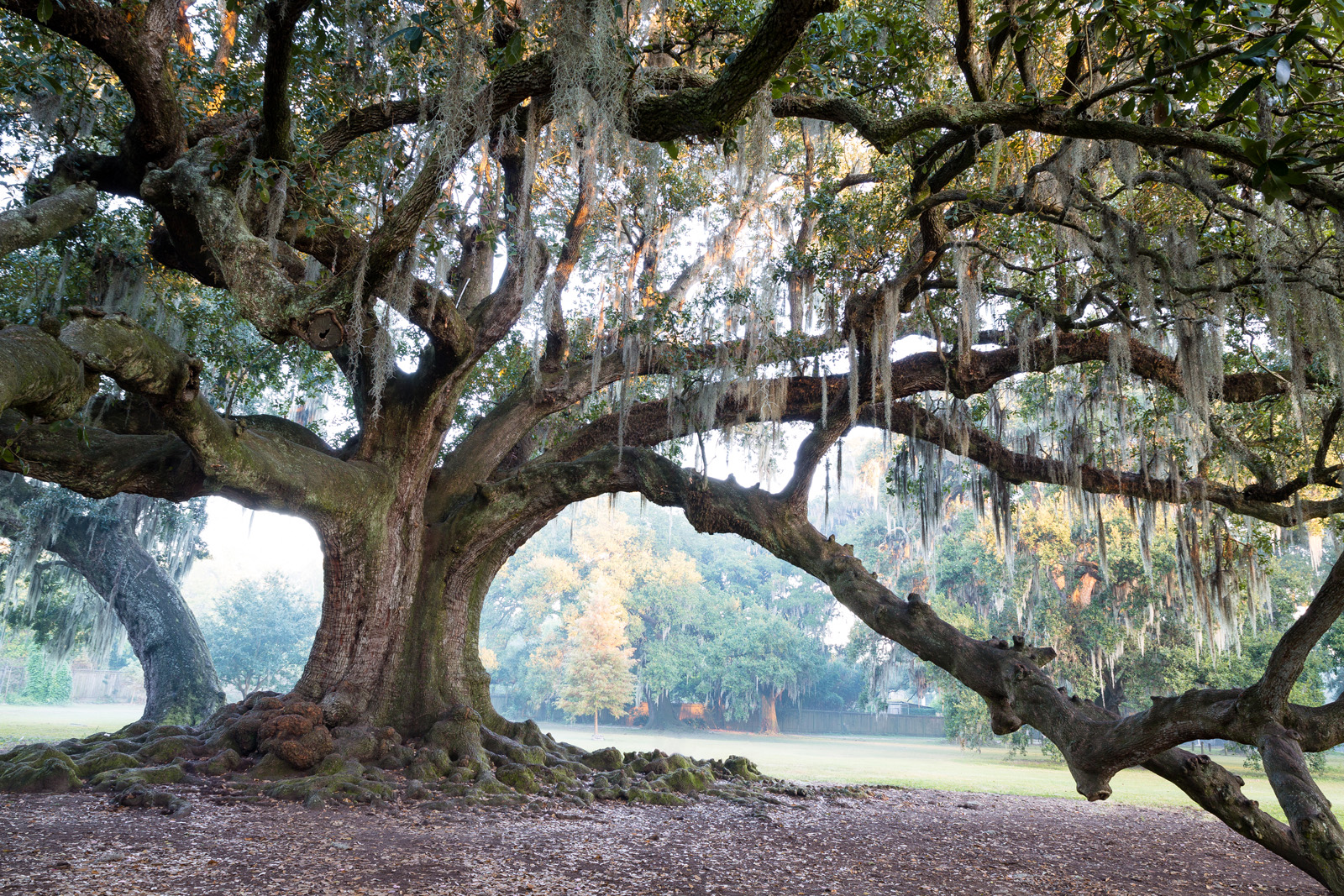 Tree of Life