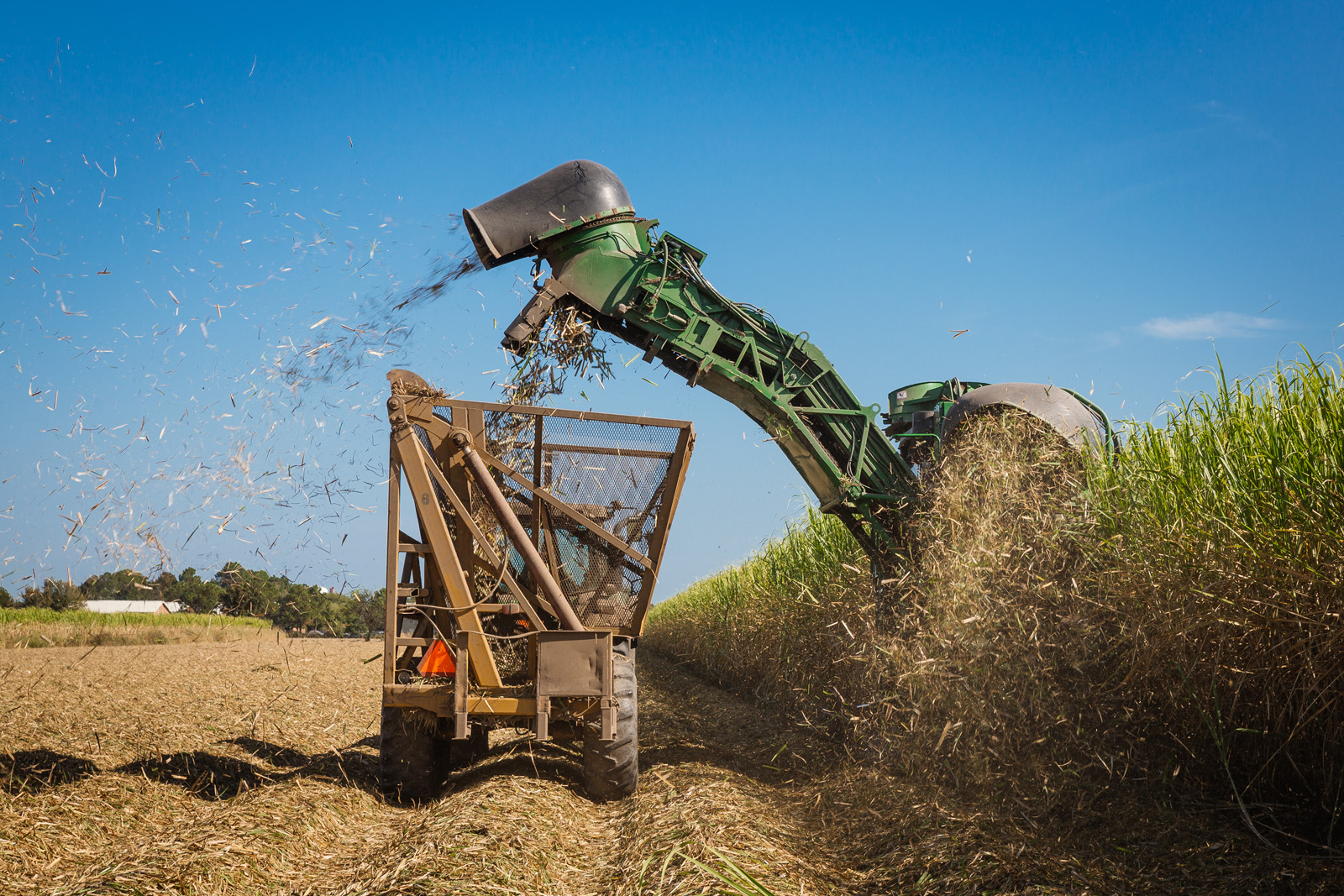 Sugarcane