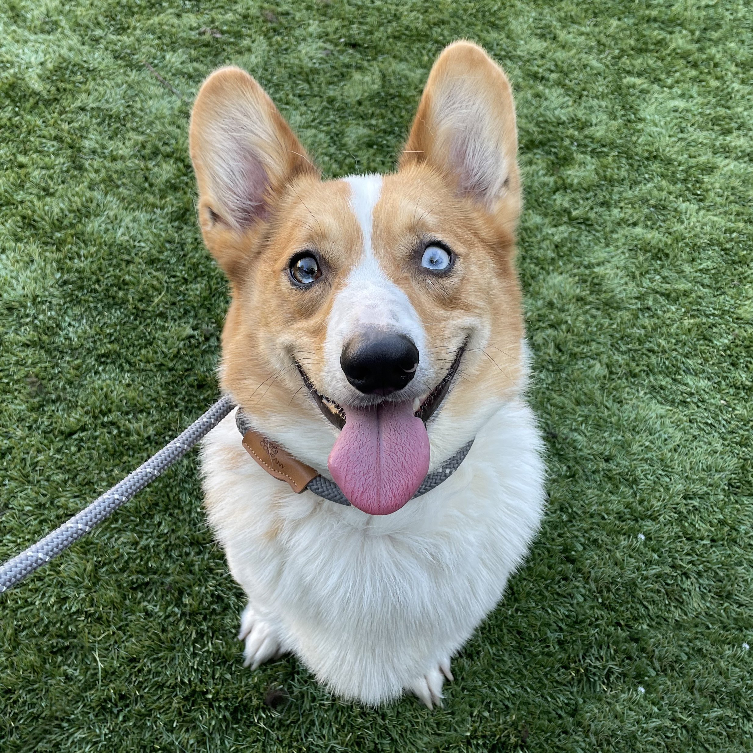 These Are The BEST Chews for Corgis - Stumps and Rumps