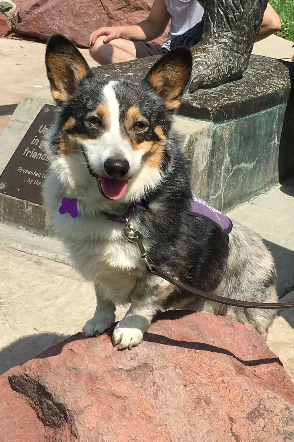COMET Male, 4 years old Owner surrender to rescue due to medical issue; full body yeast infection. Irresponsibly bred, inbred corgi. Has attrition of teeth (severely worn down) due to biting skin from allergies and skin infections; can worsen. Has severe allergies and dermatitis. Susceptible to health issues. Has arthritis in lower back, narrowed disc space between vertebrae, and spondylosis (bone spurs) in lower back. Working on basic obedience and desensitizing touch to sensitive areas; WILL BITE if sensitive areas are touched. Crate trained. Walks well on leash. Medium/Medium-High energy. Good with dogs and RESPECTFUL kiddos. Not good for first time corgi or dog owner. Future home needs to be secure and prepared for financial responsibilities.
