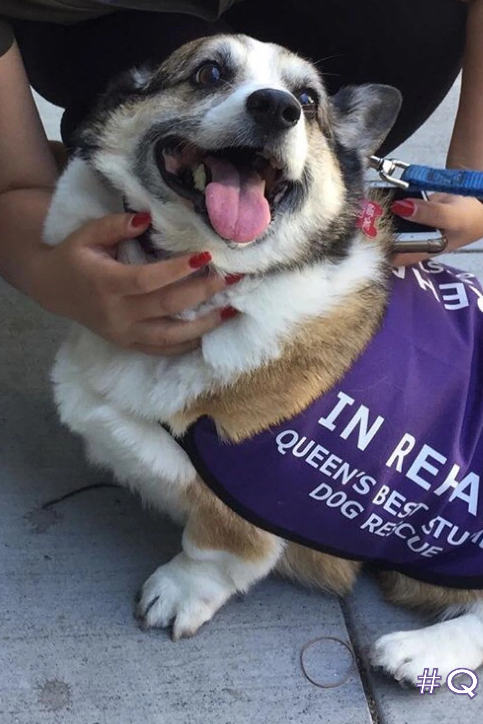 CHARLIE BUG Female, 9 years old Owner surrender due to herding children. Working on weight loss to reach ideal weight of 25lbs, currently 40lbs. Working on crate training. Working on basic commands. Walks well on leash. Low/Medium Energy. Has kidney disease, requires special diet. Requires supplements for remainder of life. Enjoys playing fetch. Good with dogs and older, respectful kids. Good for first time owner.