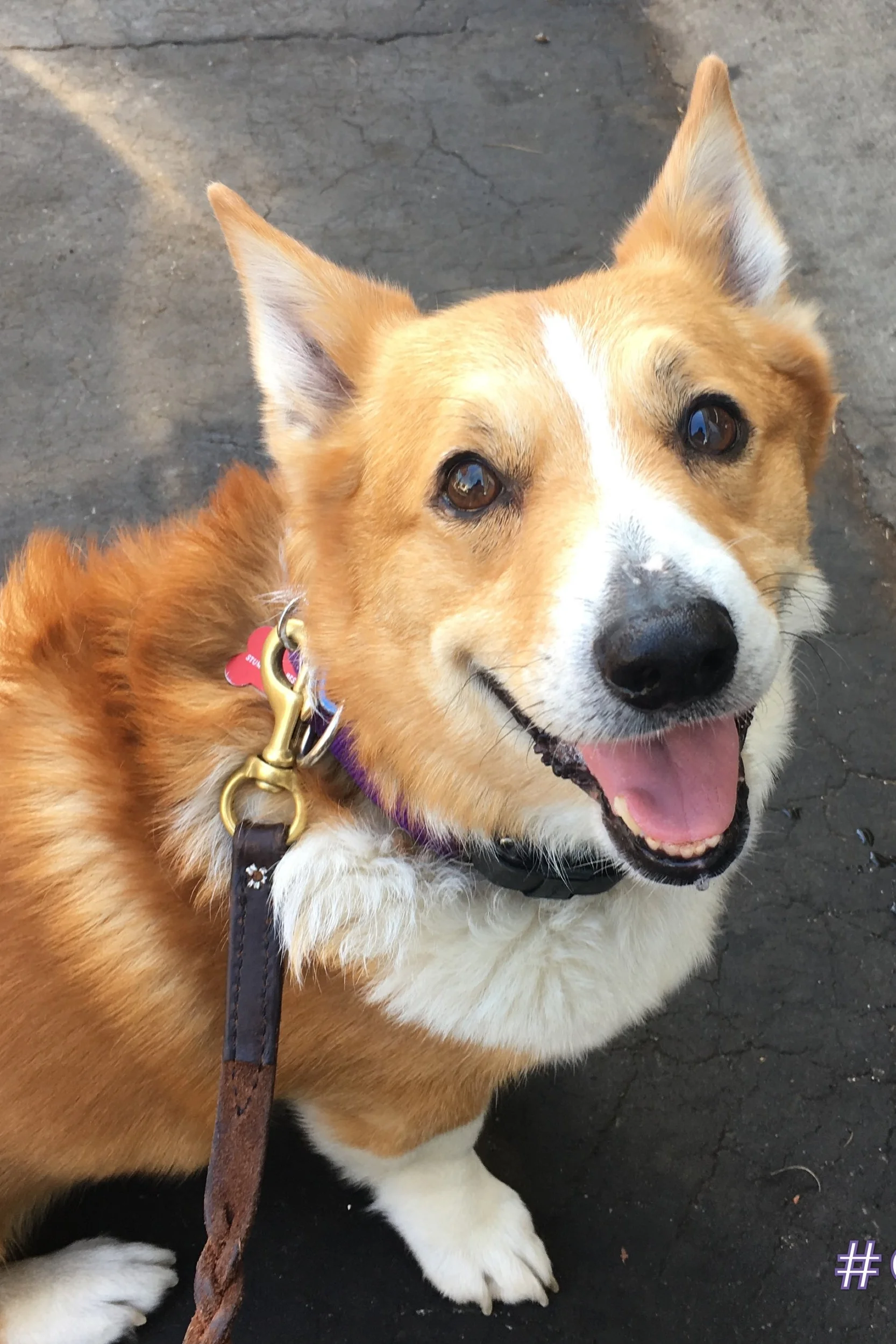 LESTER (Bite History; has bite inhibition) Male, 7.5 years old. Owner surrender due to nipping toddler. Adopted then returned due to biting while. guarding and herding humans. Dog Reactive; Working on Socialization. Has allergies and hip dysplasia. Crate and potty trained. Walks well on leash. Knows basic commands. Needs corgi savvy and experienced owner. Best as only dog with single individual. Not good for first time owner. Not good for households with children. Requires glucosamine supplements for remainder of his life.