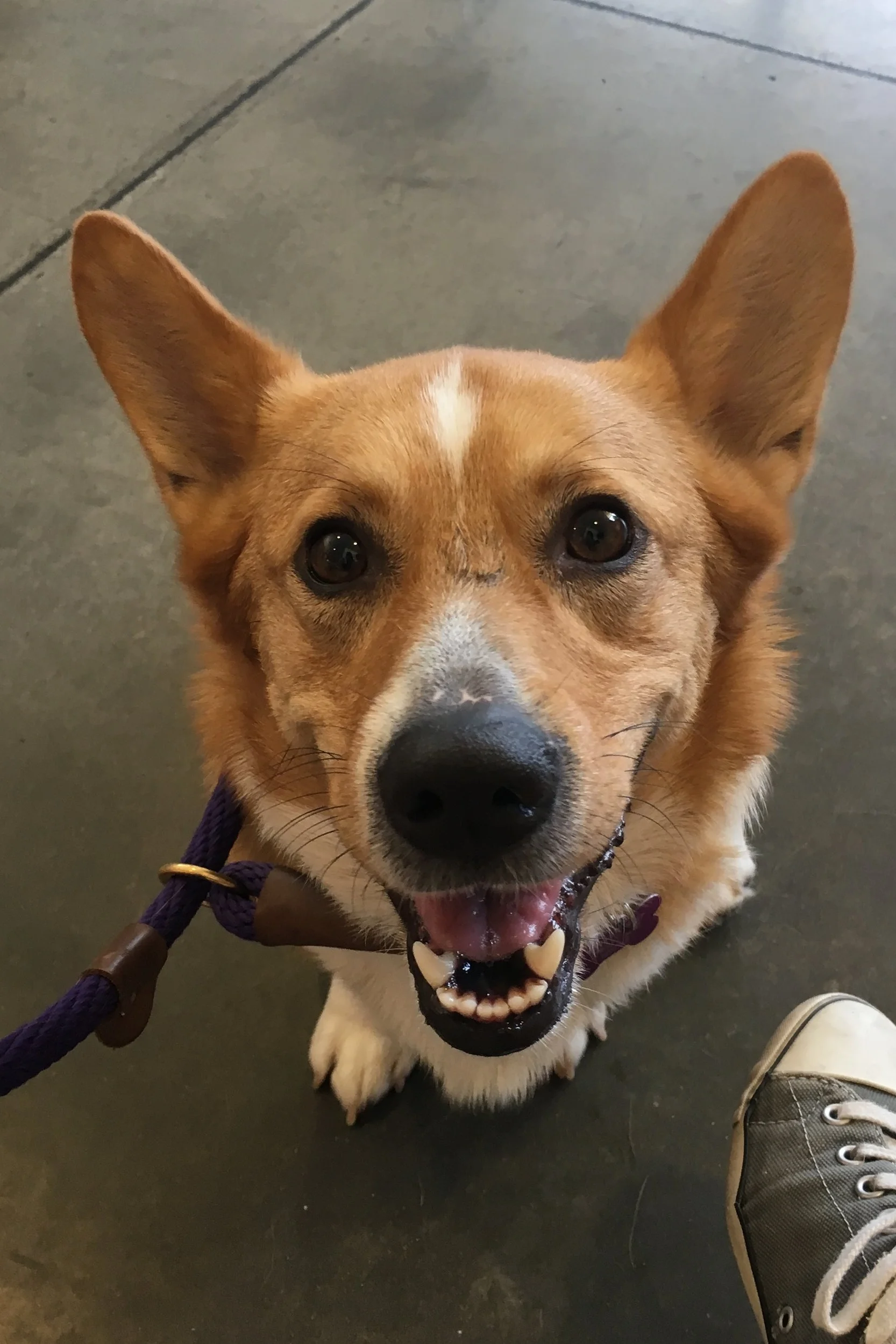 INDY (Bite History; has bite inhibition) Male, 2 years old Saved from death row at shelter. Owner surrender due to biting and food aggression; bit first family while herding children, bit second family while being hand fed. Working on food aggression with people. Working on guarding toys and food Working on basic obedience, leash manners, and courtesy/impulse control. Has destructive behavior. Crate and potty trained. Playful with toys and dogs of the right energy and temperament. Needs corgi saavy and experienced owner. Not good for first time owner(s). Not good for households with children.