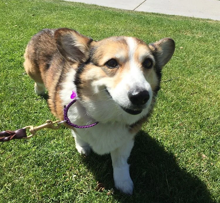 Dixie001.jpg